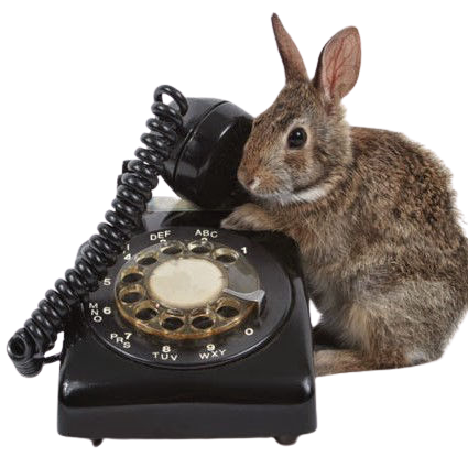 Animaux, télephone, contact Luns Farm